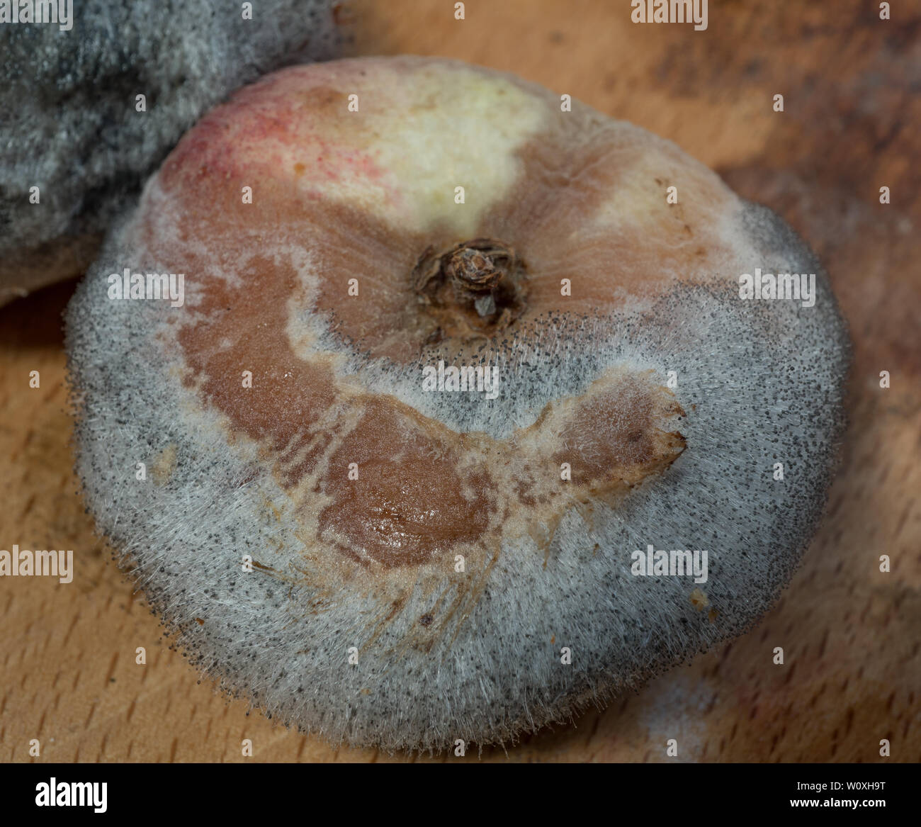 Rotting fruit in wooden fruit bowl. UK Stock Photo
