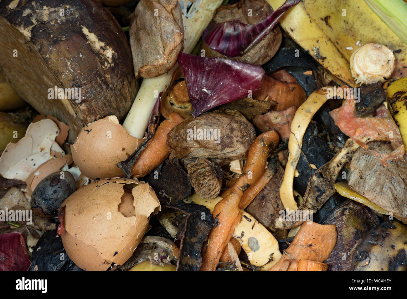Food waste in garden compost bin. UK Stock Photo