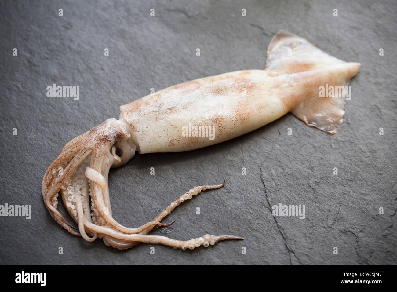 Raw calamari hi-res stock photography and images - Alamy