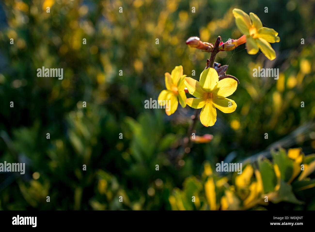 Flowering bush branch with bright colorful yellow spring blossom, selective focus of flower with green blurred background. Six petals, spider web cobweb threads Stock Photo