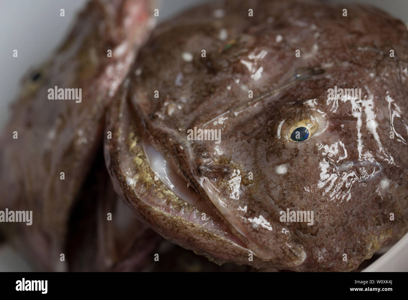 The heads of monkfish, or anglerfish, Lophius piscatorius, caught