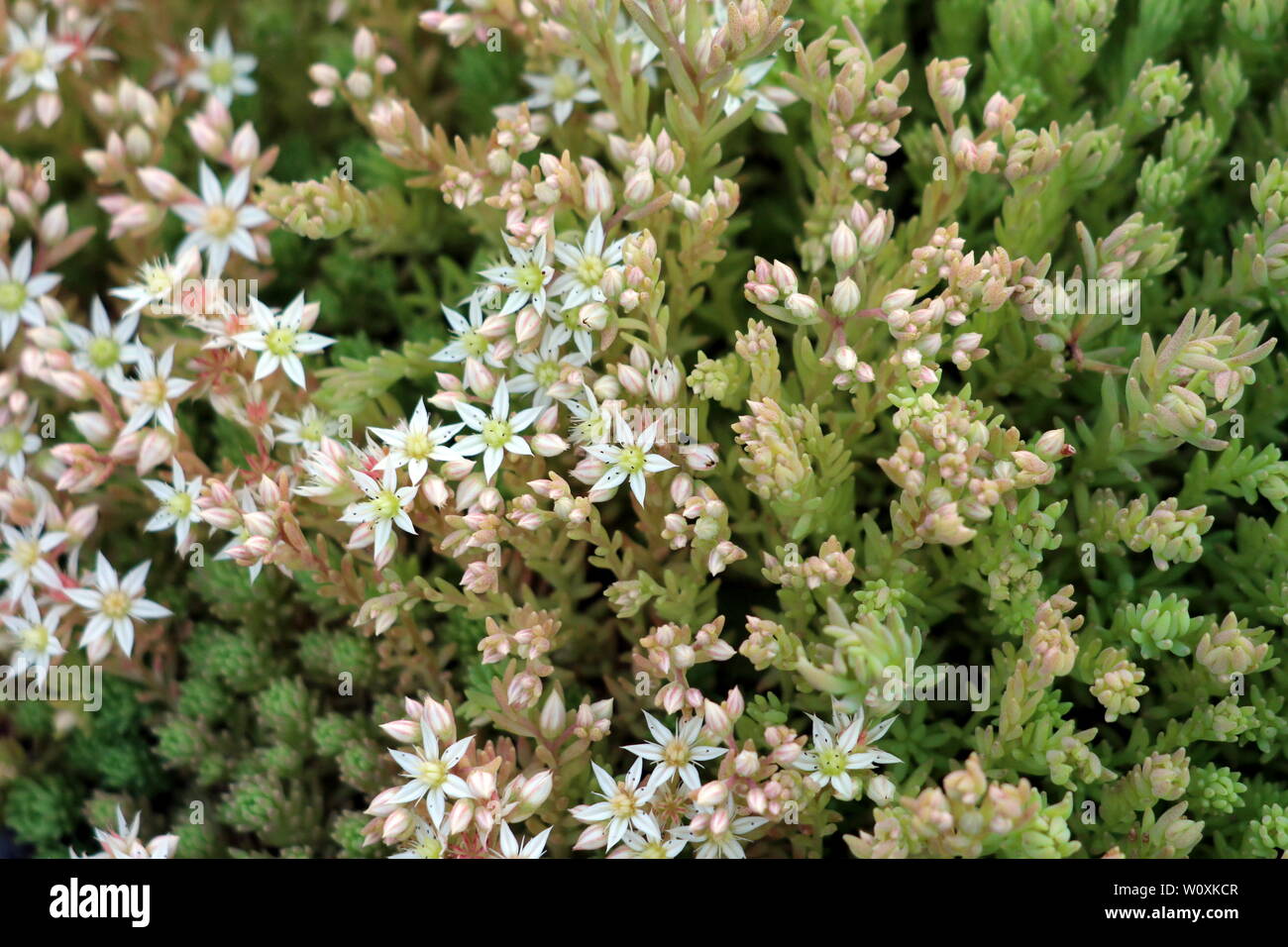 Sedum or Stonecrop hardy succulent ground cover perennial light green plants with thick succulent leaves and fleshy stems with flowers Stock Photo