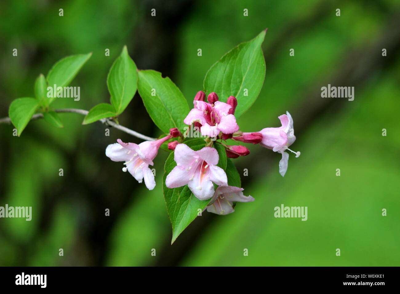 Funnel Shaped Flowers Stock Photos Funnel Shaped Flowers Stock