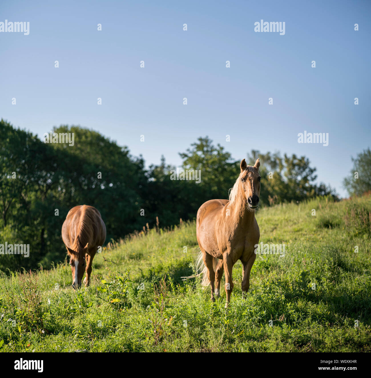 Two brown horses in a green field. Stock Photo