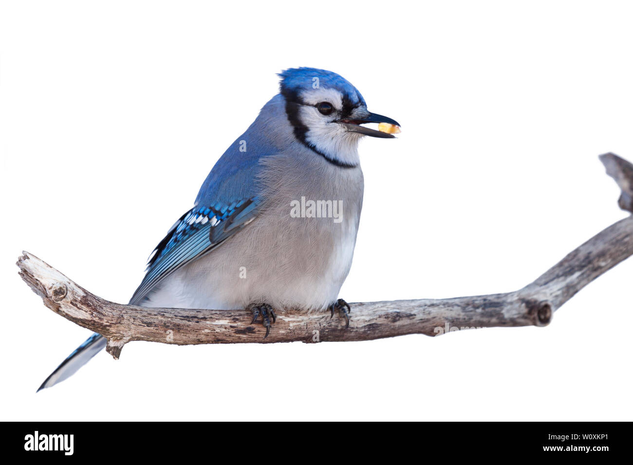 Bluejay perched on branch with a niblet of corn in its beak. White background. Stock Photo