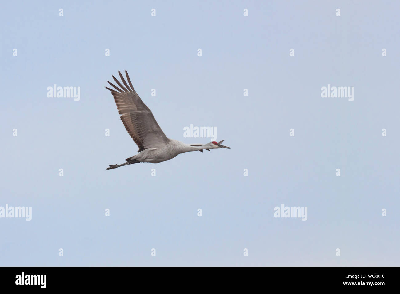 A spread winged sandhill crane flies across a light blue sky Stock Photo