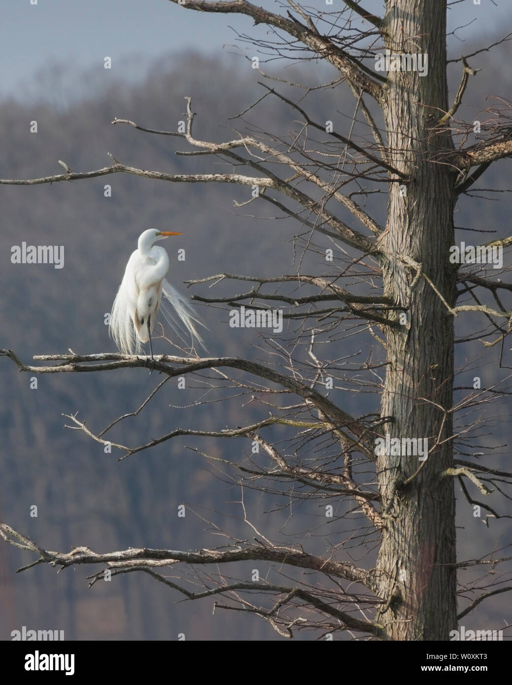 Perched high in a barren tree, white plumes dancing in the wind and a yellow beak glowing in the sun, a great egret could be mistaken for an angel. Stock Photo