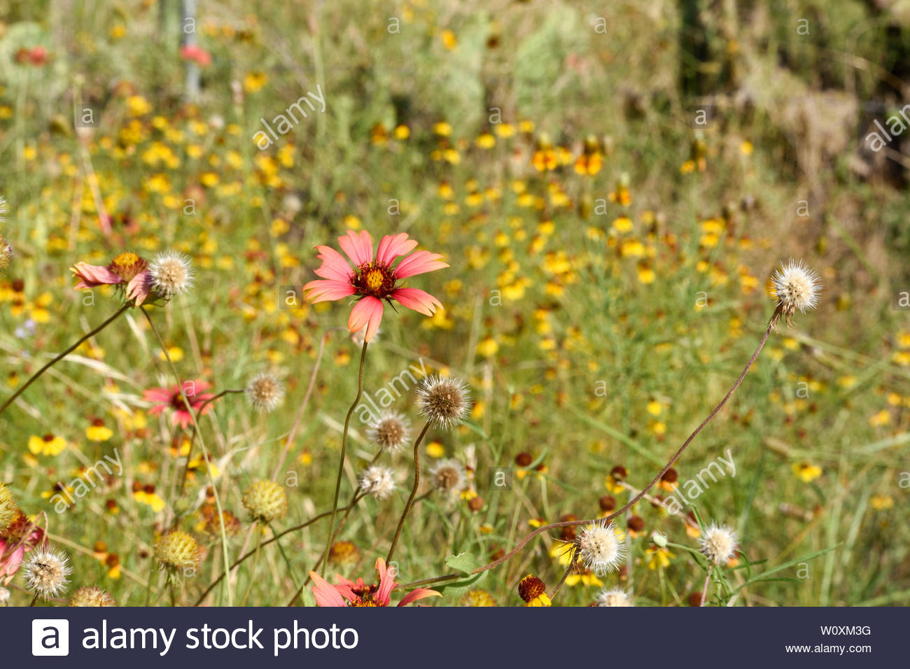 Flowering Season Summer High Resolution Stock Photography And Images Alamy