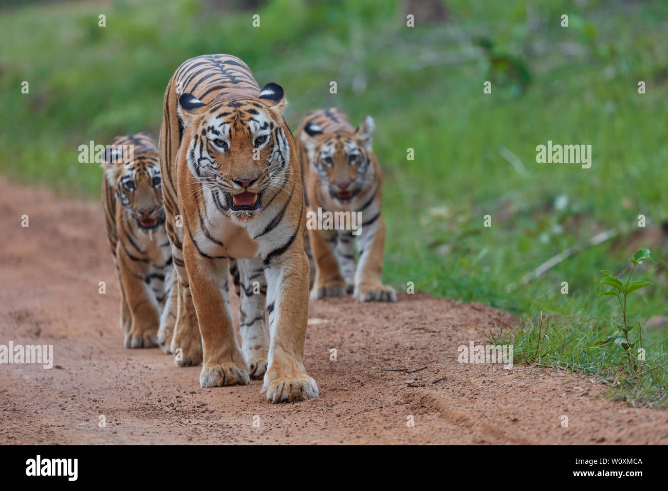 Bengal Tigress maya prowling with her cubs at Tadoba Forest, India. Stock Photo