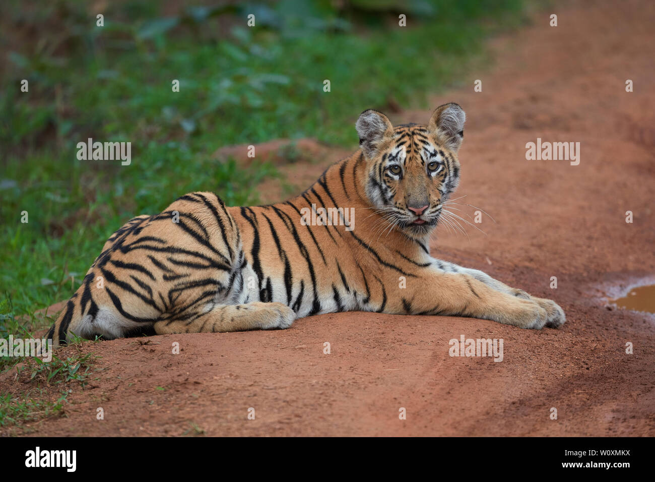Maya Tigress cun on the jungle track looking at camera, Tadoba forest, India. (Panthera Tigris ) Stock Photo