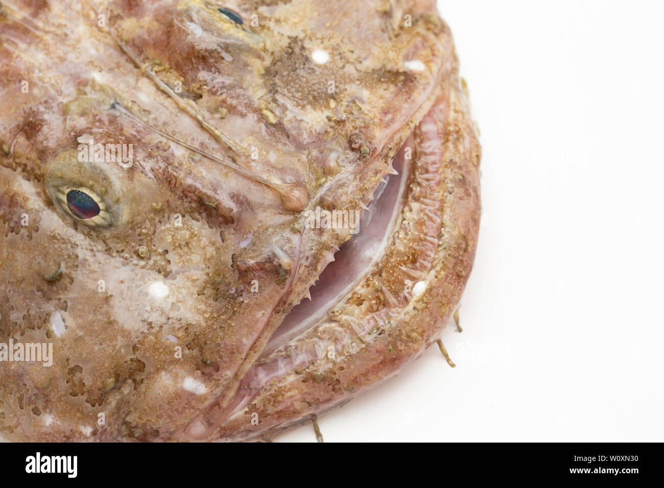 Monkfish head hires stock photography and images Alamy
