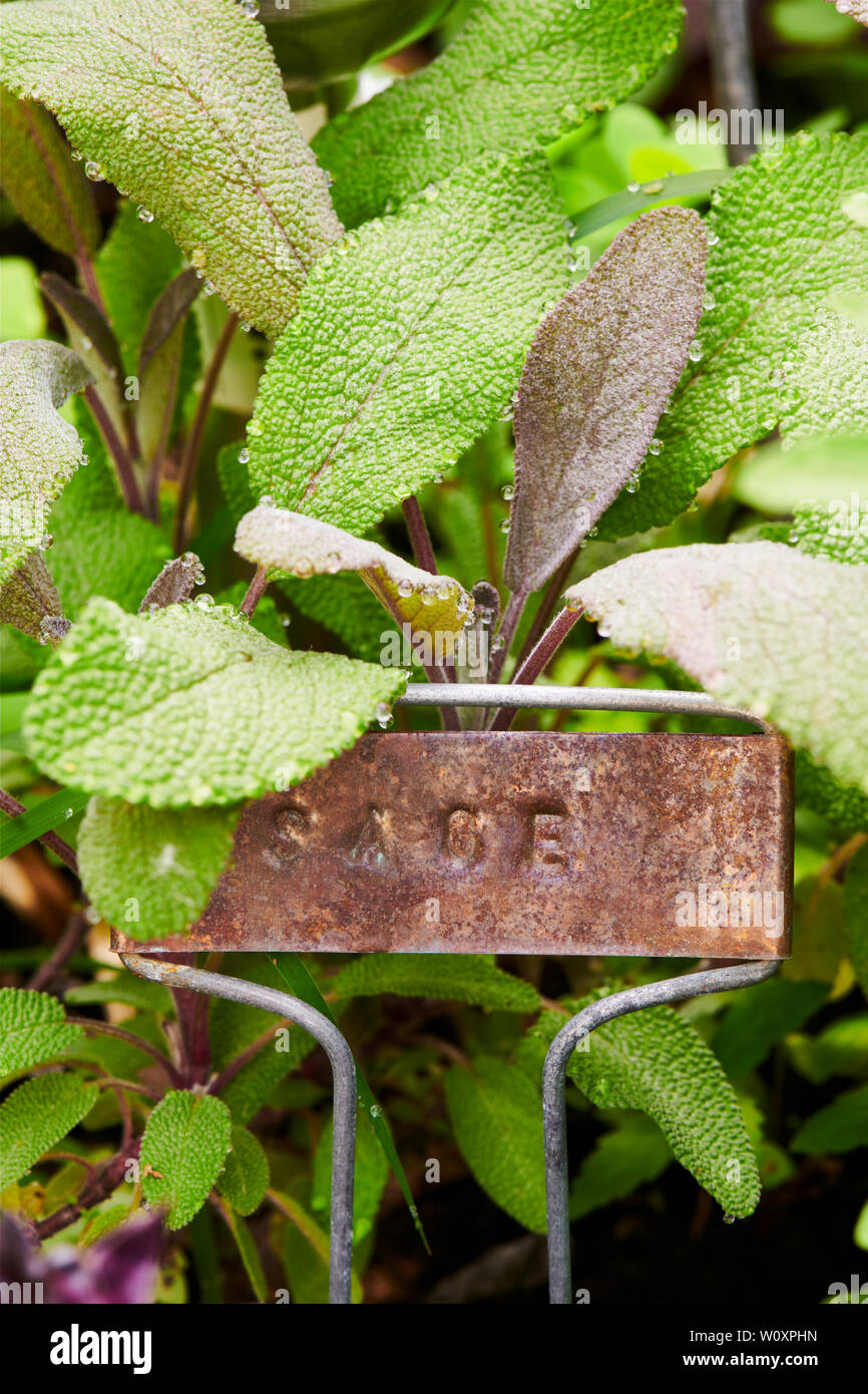 SAGE IN A GARDEN Stock Photo