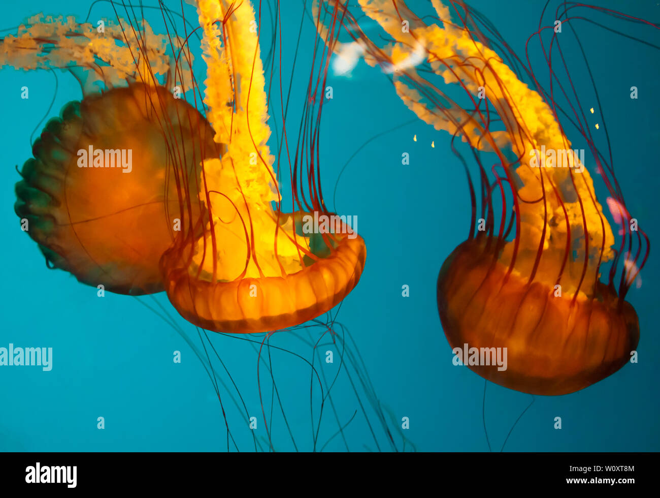 Jellyfish swimming marine animals Stock Photo Alamy