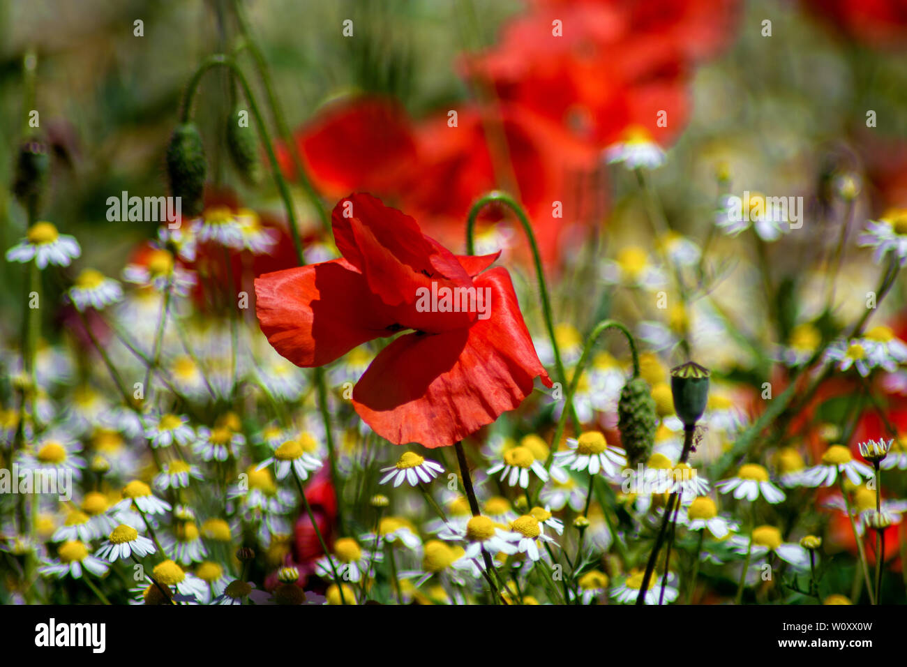 Wild poppies ; Concept flora Stock Photo