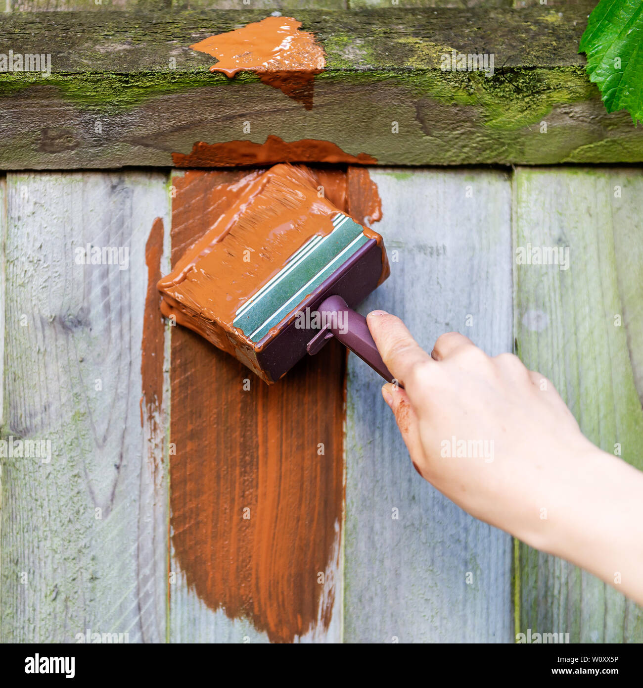 Забор покрасили зеленой краской