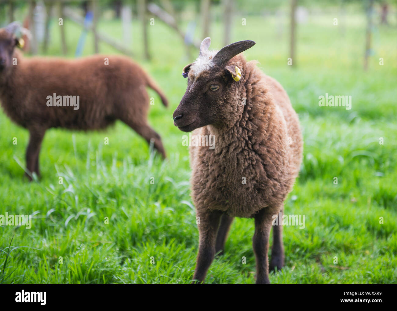 Closeup of young soay domestic sheep livestock ovis aries in field Stock Photo