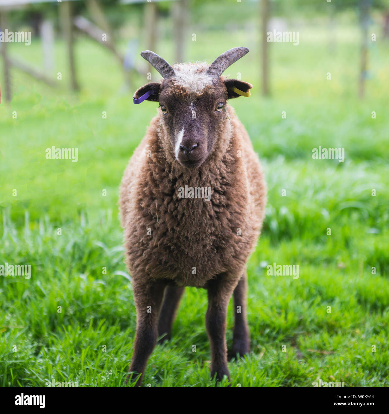 Closeup of young soay domestic sheep livestock ovis aries in field Stock Photo