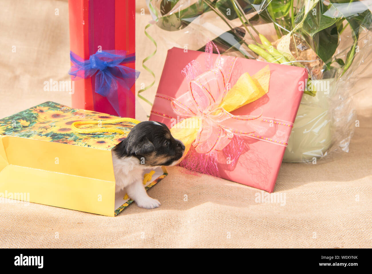 Tiny cute Jack Russell Terrier puppy dog is in the midst of many gifts