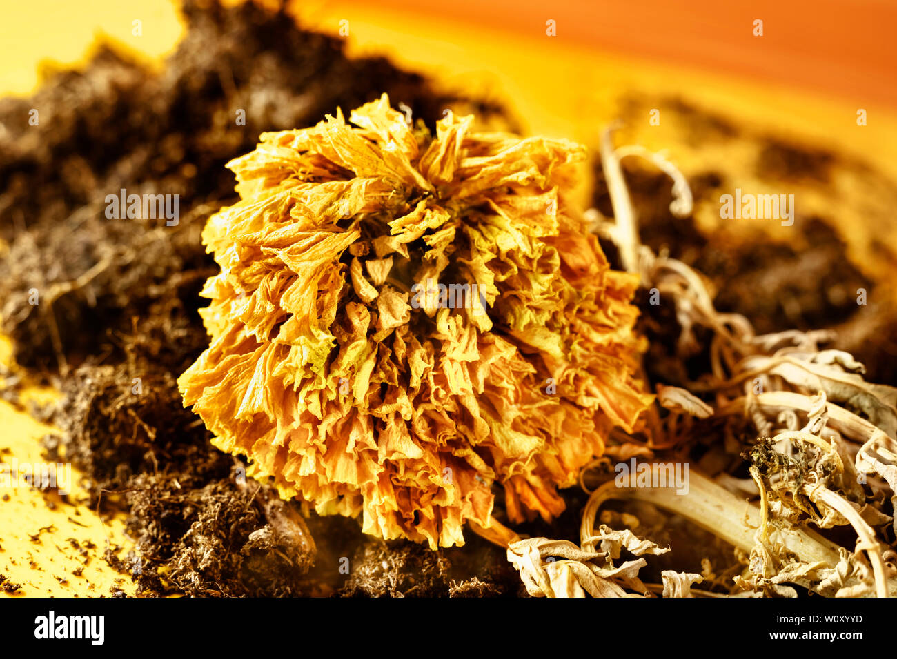 Beautiful dried orange flower on a colored background ,the flower is on  handful of land and roots Stock Photo