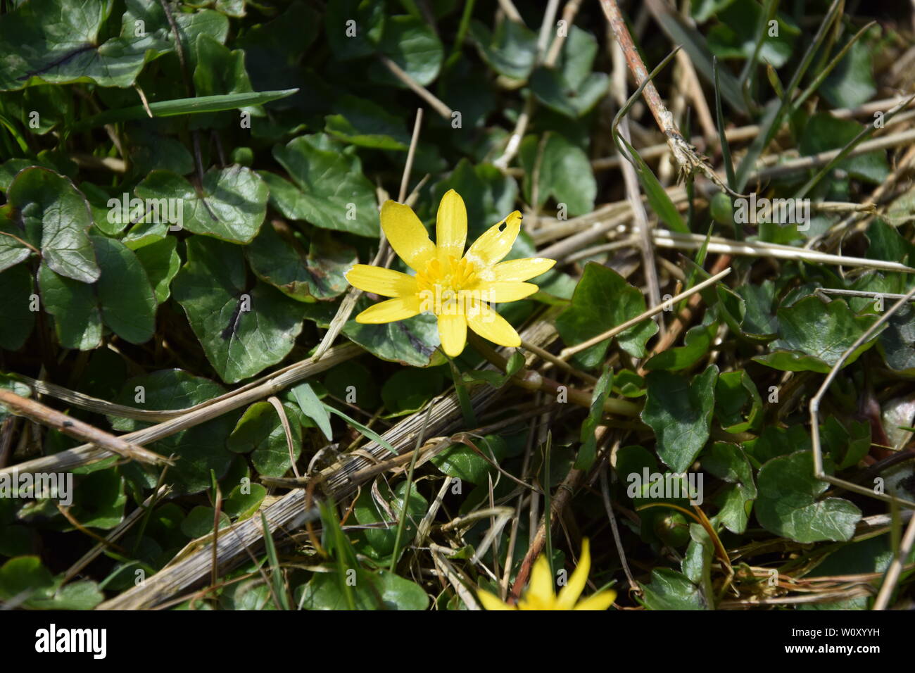 Blume im Garten Stock Photo