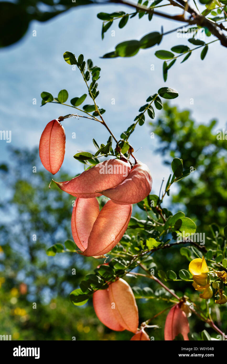 Beautiful branch of colutea arborescens tree -bladder senna-  with several inflated seed pod against the blue sky , it’s a sunny day Stock Photo