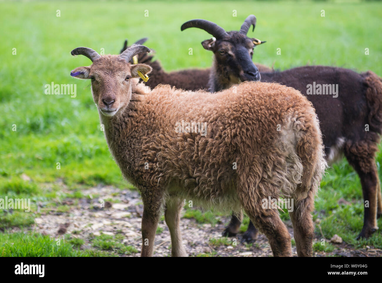 Closeup of young soay domestic sheep livestock ovis aries in field Stock Photo