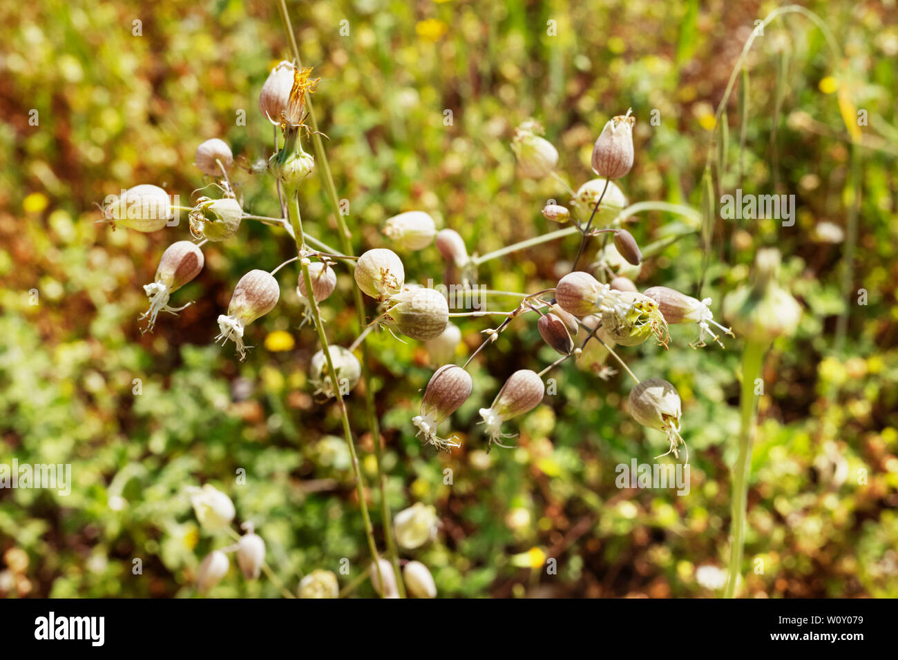 Flowers of bladder campion or silene vulgaris in a sunny  day , in the background yellow flowers  and greenery out of focus Stock Photo