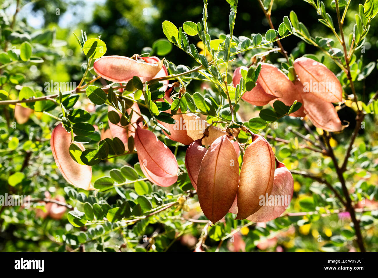 Beautiful branch of colutea arborescens tree -bladder senna-  with several inflated seed pod , it’s a sunny  day Stock Photo