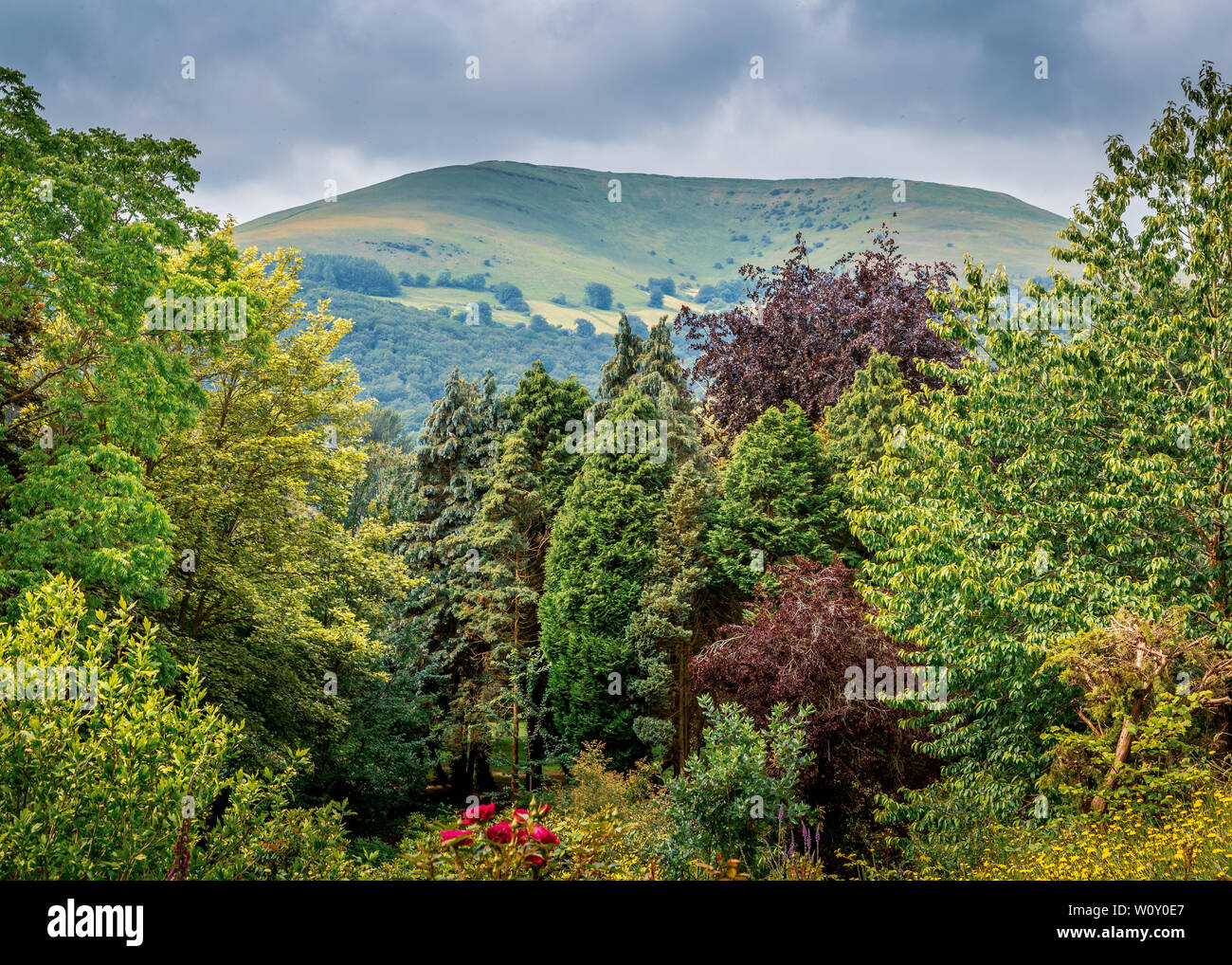 Beautiful Linda Vista Gardens in bloom in Abergavenny Stock Photo Alamy