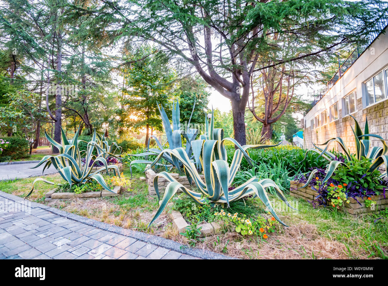 Page 3 Agave Farm High Resolution Stock Photography And Images Alamy