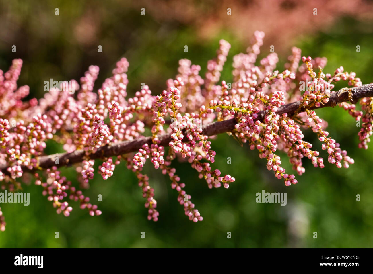 Beautiful twig of tamarix  tree also called salt cedar with pink flowers , it’s a sunny garden Stock Photo