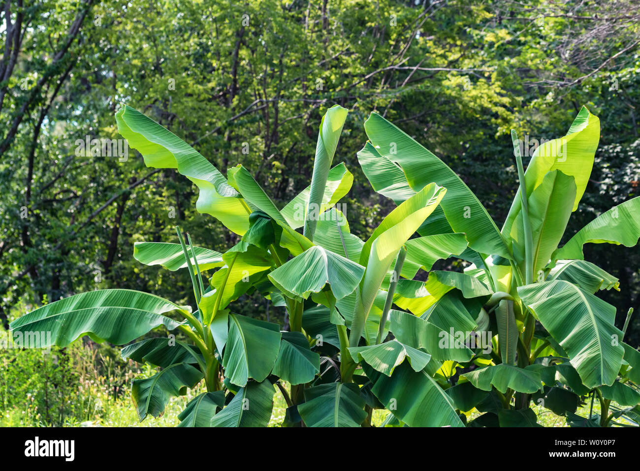 Close up green leaves of banana tree growinf in park Stock Photo