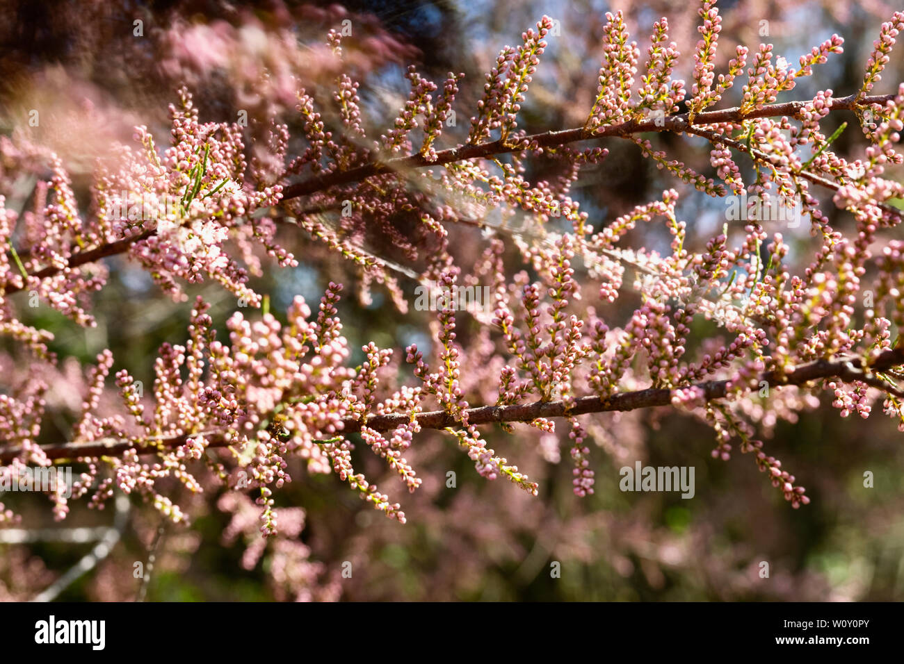 Beautiful twigs of tamarix  tree also called salt cedar with pink flowers , it’s a sunny and windy day Stock Photo