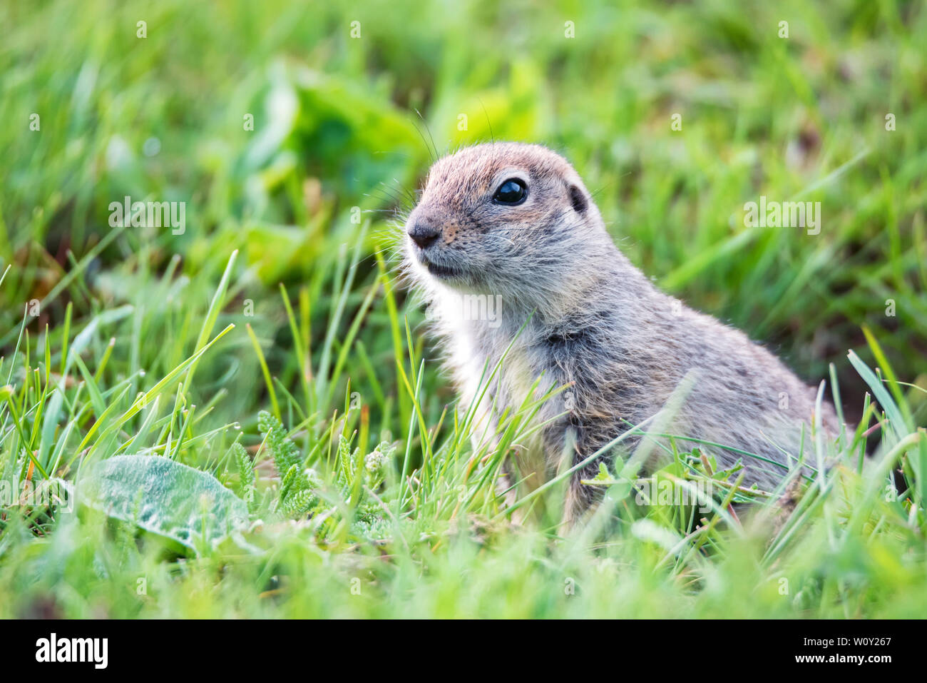 Caucasian gopher hi-res stock photography and images - Alamy