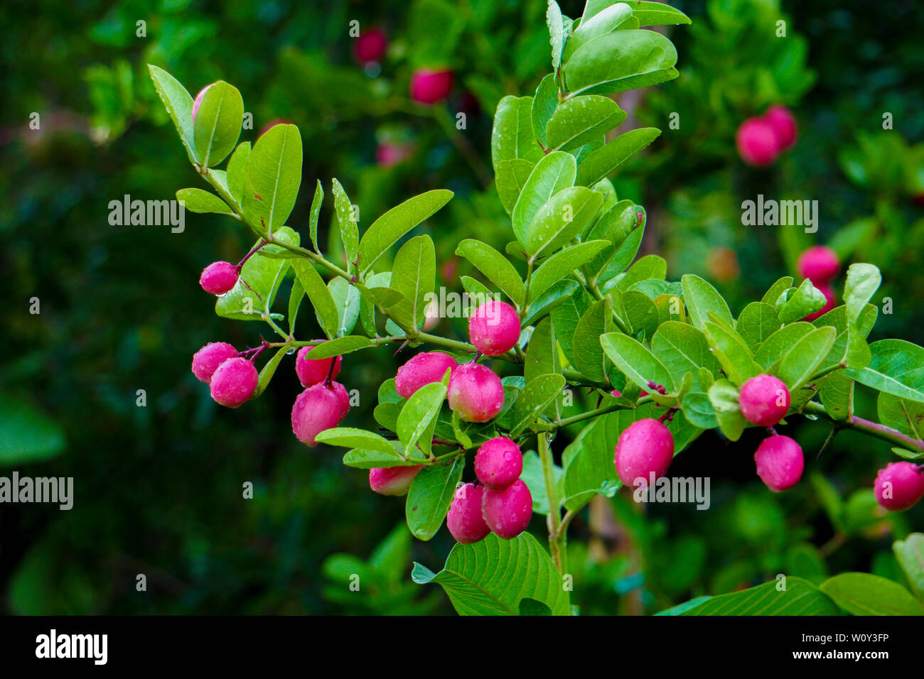 Carissa carandas, Carunda, Koromcha fruit tree, Karonda seeds ripe pink or red colorful, tropical citrus karanda or koromcha fruit, fresh karanda (or Stock Photo