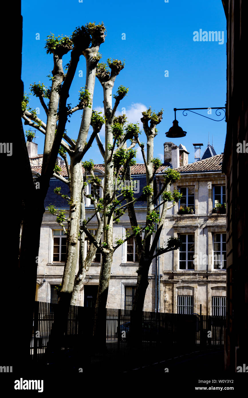 View down a shaded alley towards sunlit pollarded trees and city centre buildings in Bordeaux, France. Stock Photo