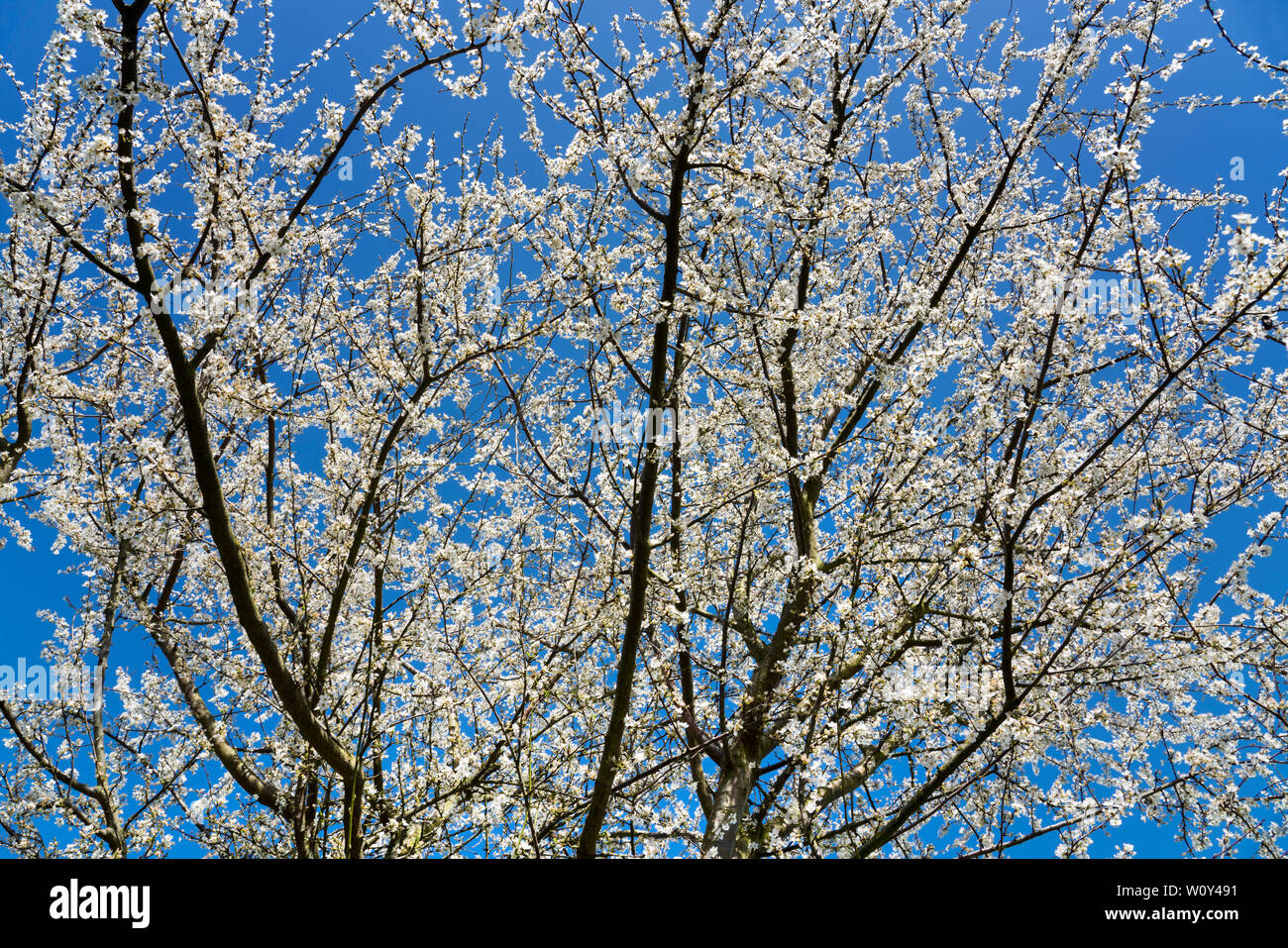 Alder tree, springtime Stock Photo