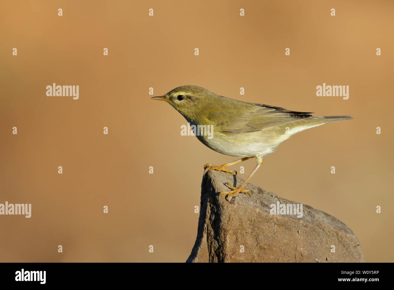Phylloscopus trochilus, Willow Warbler perched on a branch. Migratory insectivorous bird. Spain. Europe. Stock Photo