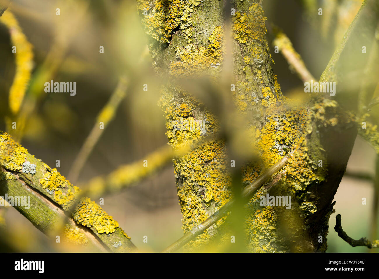 Lichens on an tree Stock Photo