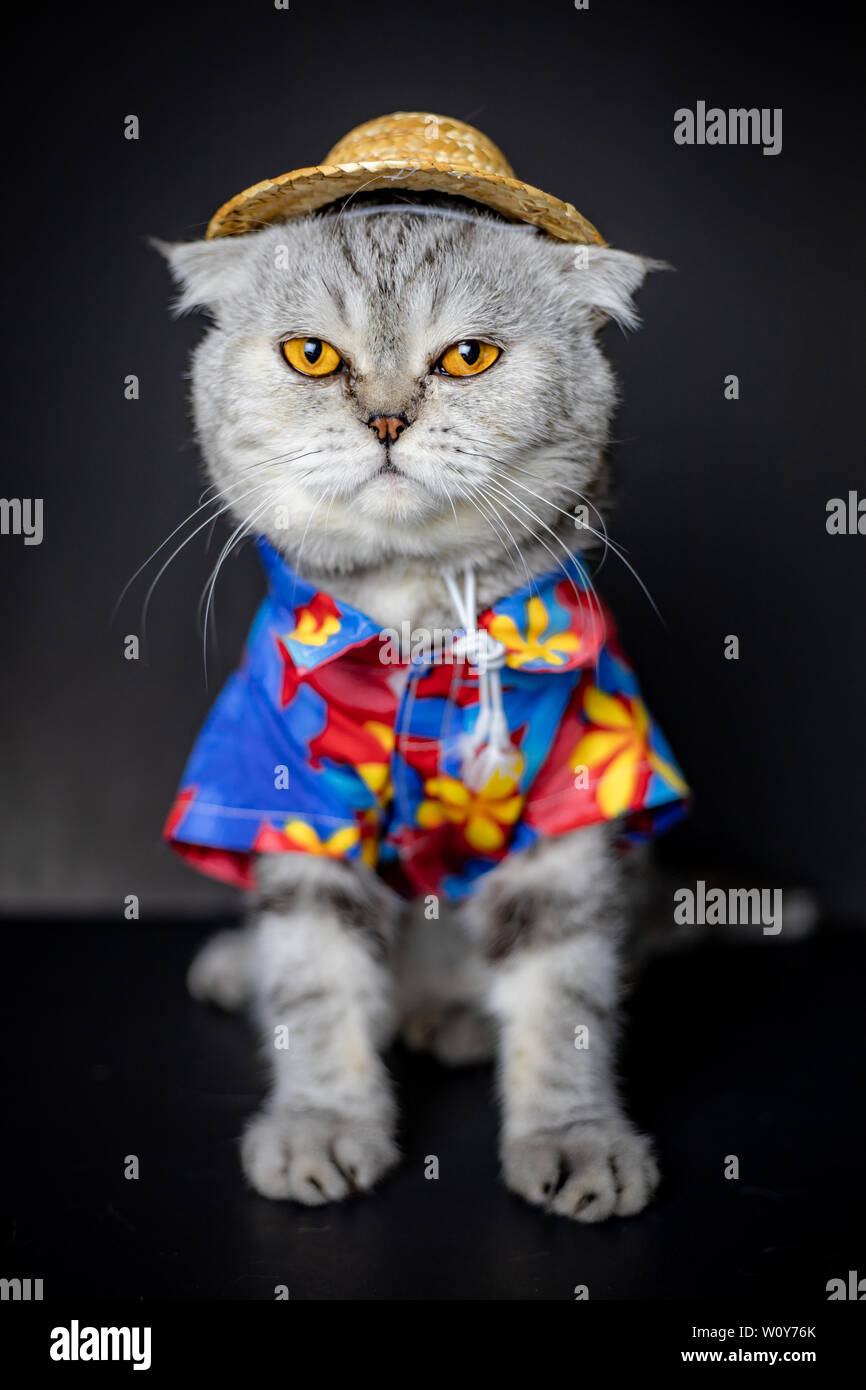 Scottish fold cat are wear shirt and hat in concept summer on the black ...