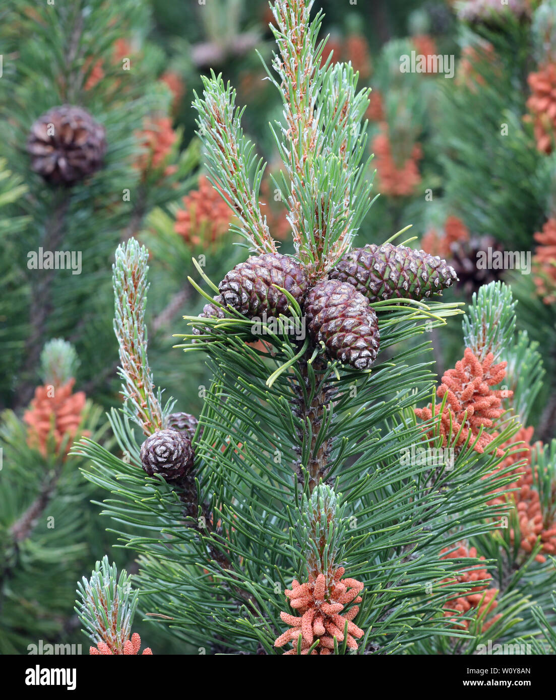 pine cones of a creeping pine also called dwarf mountainpine in mountain Stock Photo