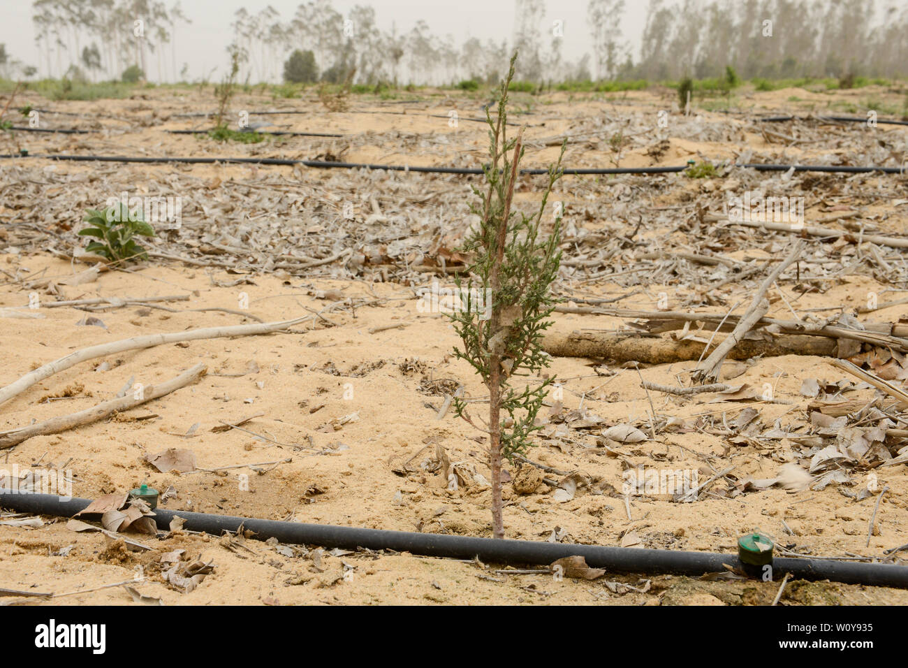 EGYPT, Ismallia , Sarapium forest in the desert, the trees are