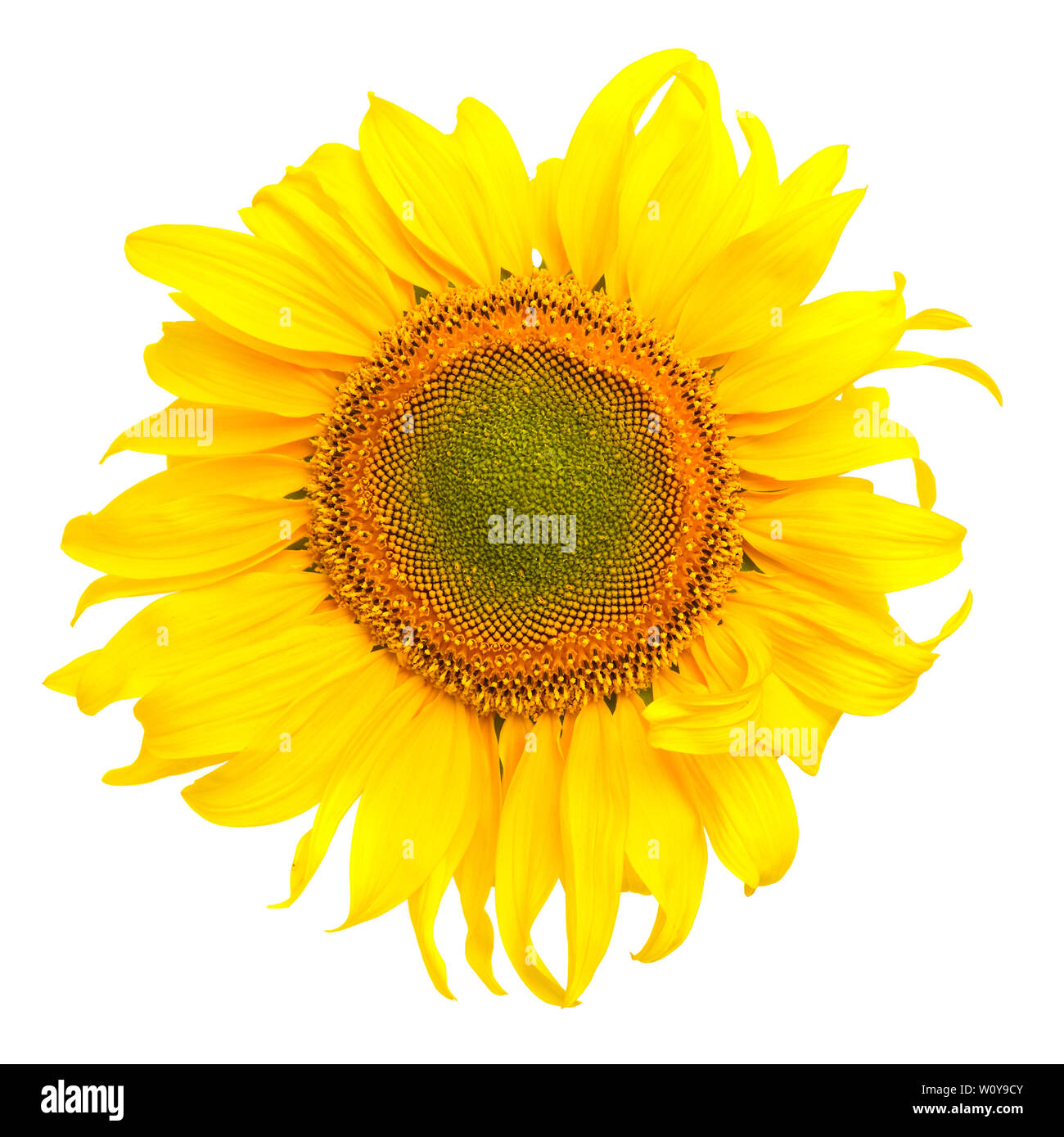 Sunflower isolated on white background Stock Photo - Alamy