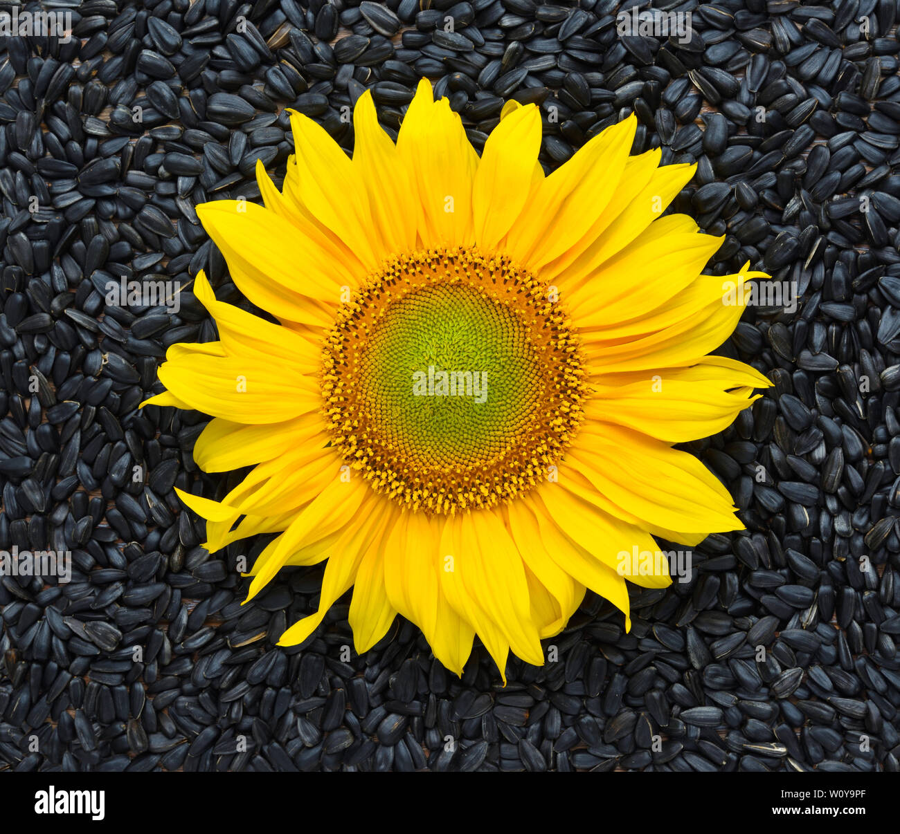 Sunflower with seeds. Top view Stock Photo Alamy