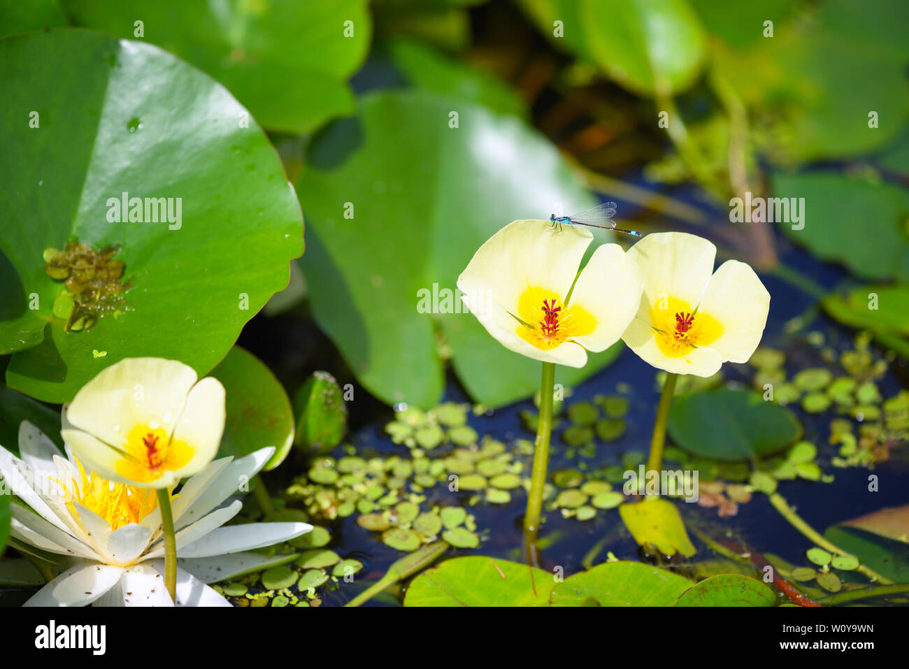 Water poppy flowers, Hydrocleys nymphoides Stock Photo