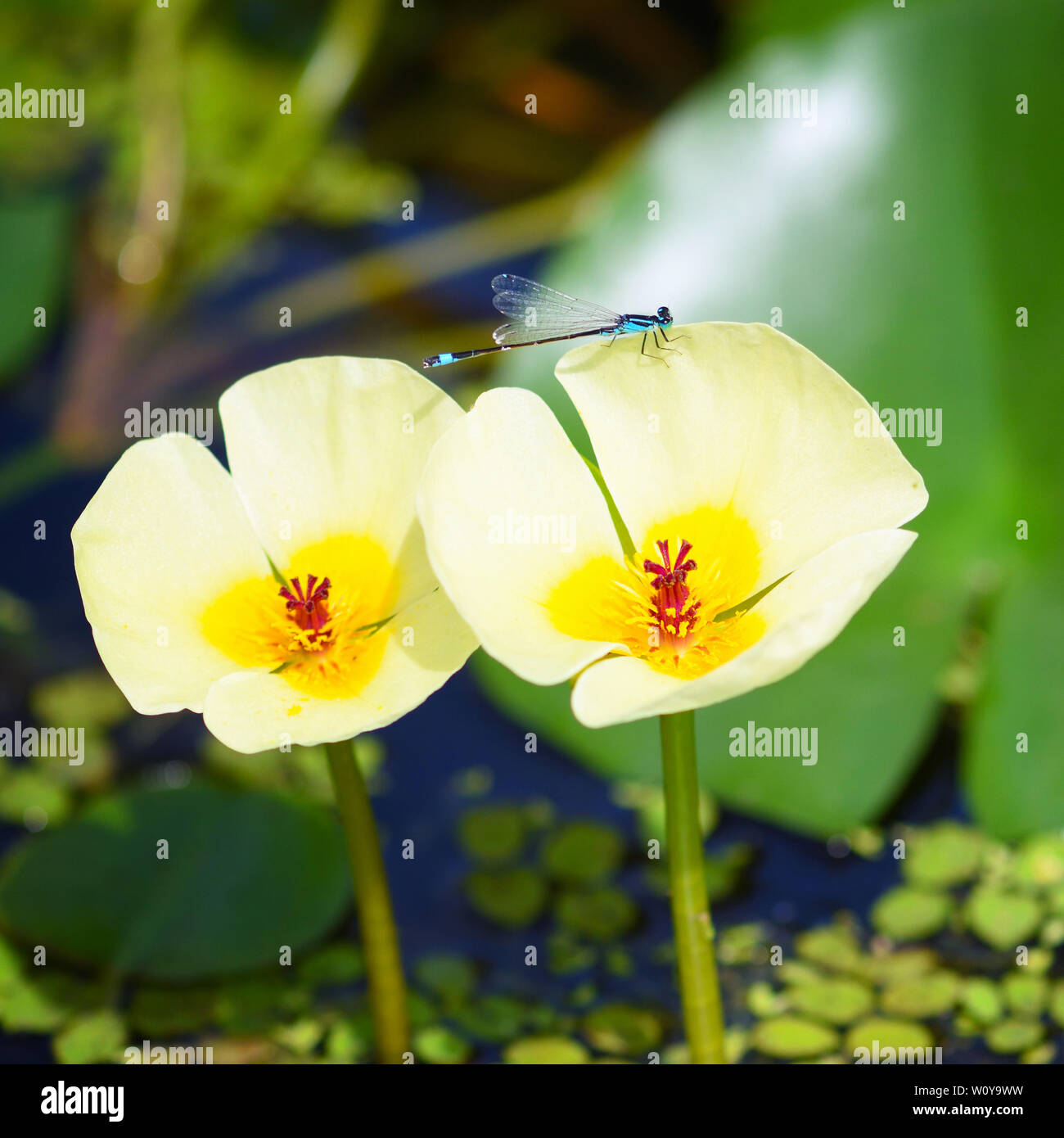 Dragonfly on the flowers of the water poppy (Hydrocleys nymphoides) Stock Photo