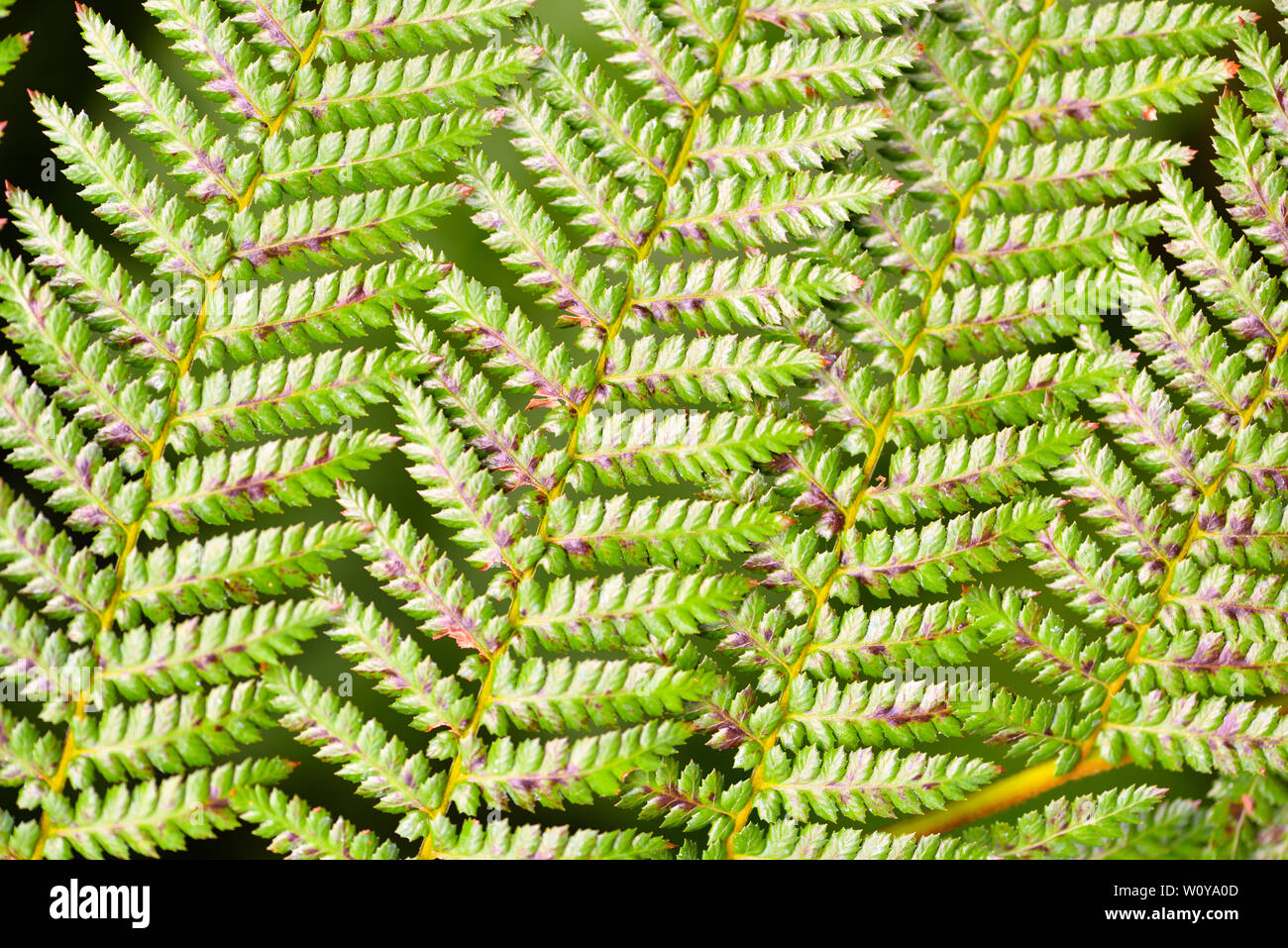 Fern leaf background hi-res stock photography and images - Alamy