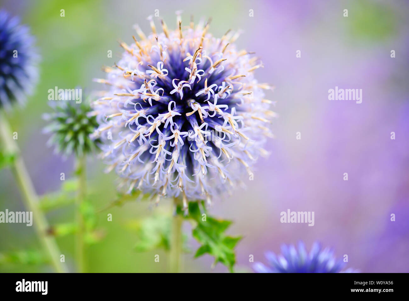 Globe thistle a flower (Echinops) in the garden. Flower family of Asteraceae. Stock Photo