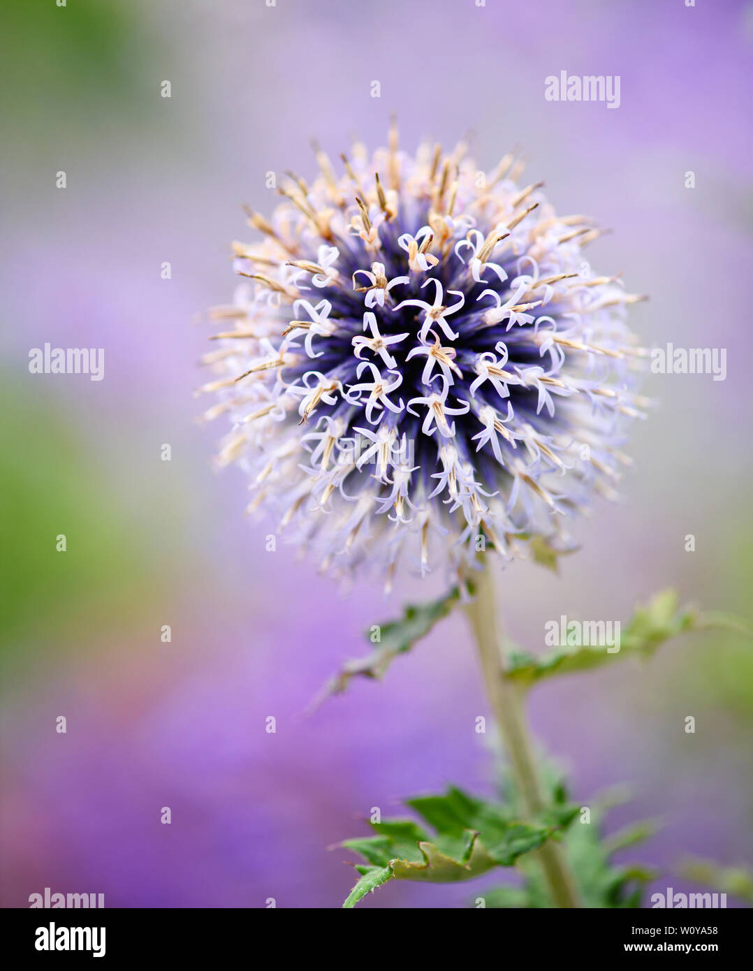Purple echinops thistle flower with selective focus Stock Photo