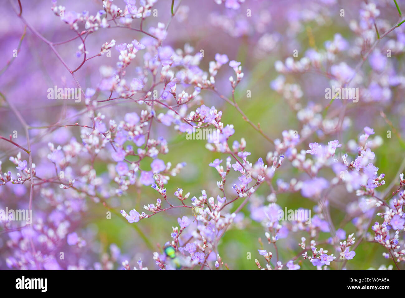 Flowers Limonium platyphyllum. Gentle flower background Stock Photo